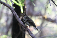 Wellington Park - Fern Glade Track